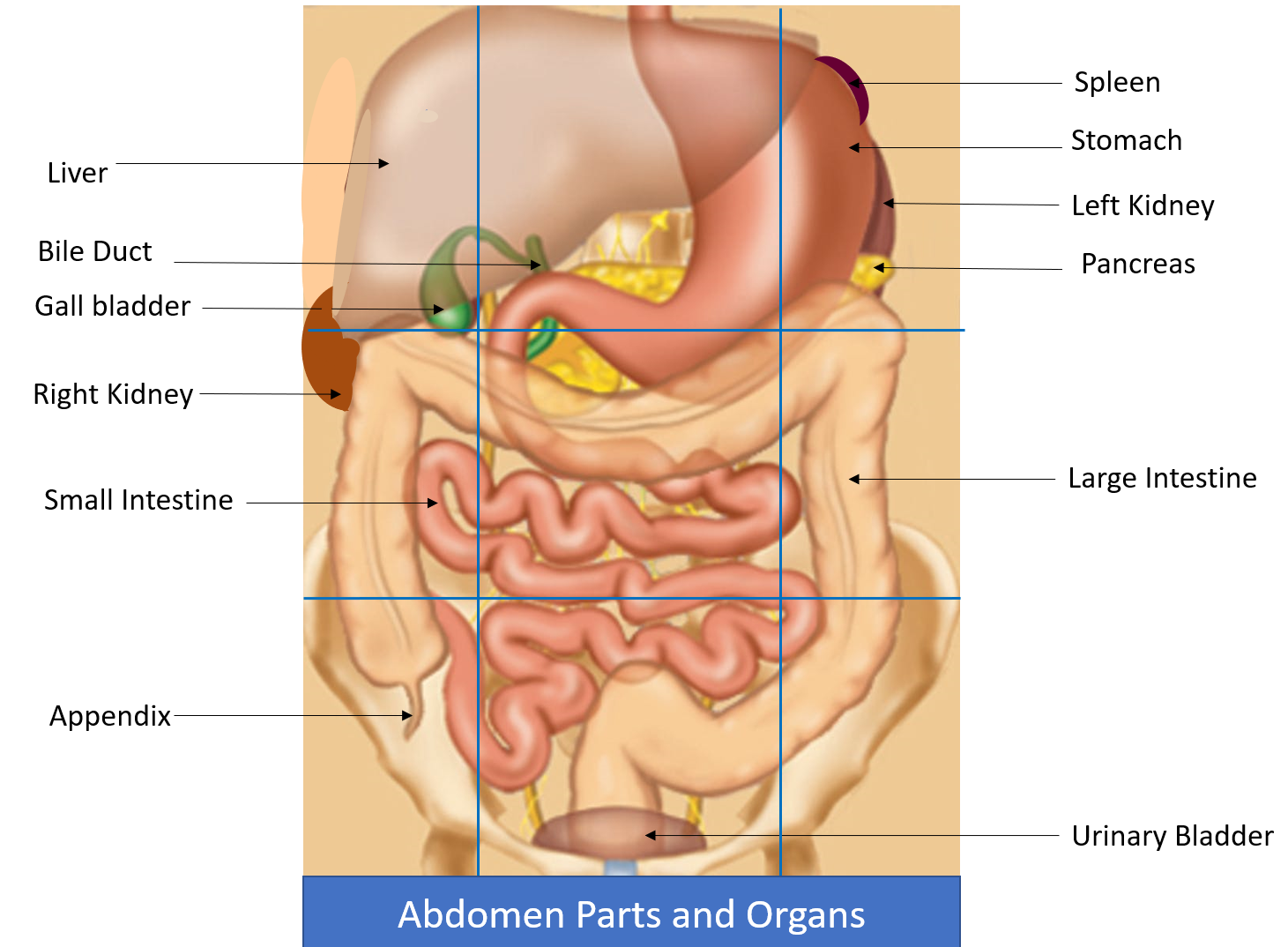 Abdominal Pain Causes and its appropriate action