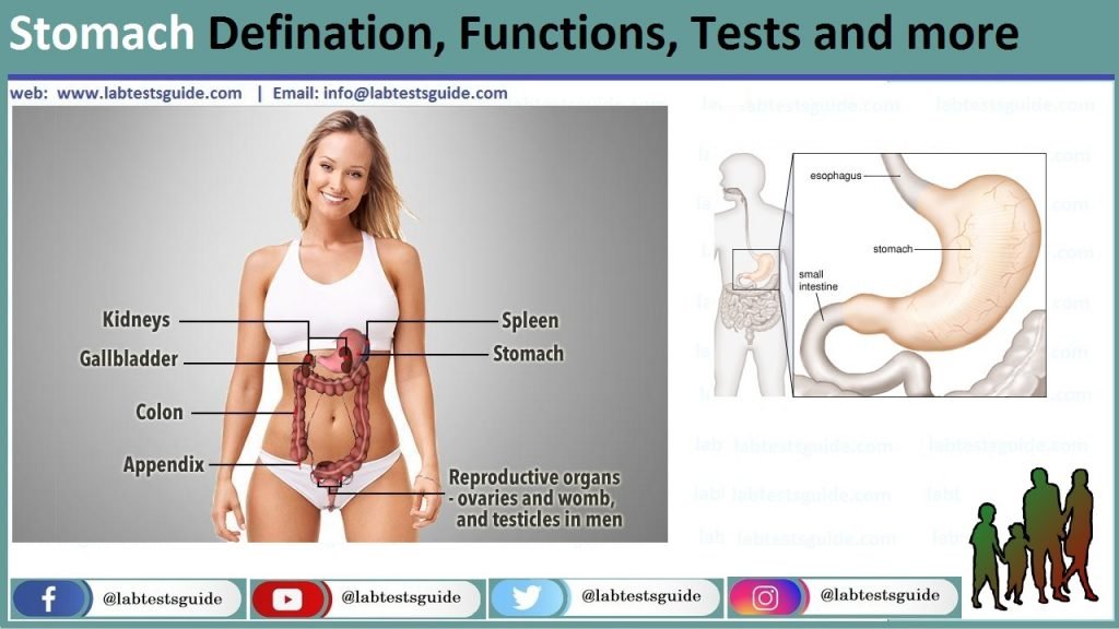 Stomach Defination, Functions, Tests and more