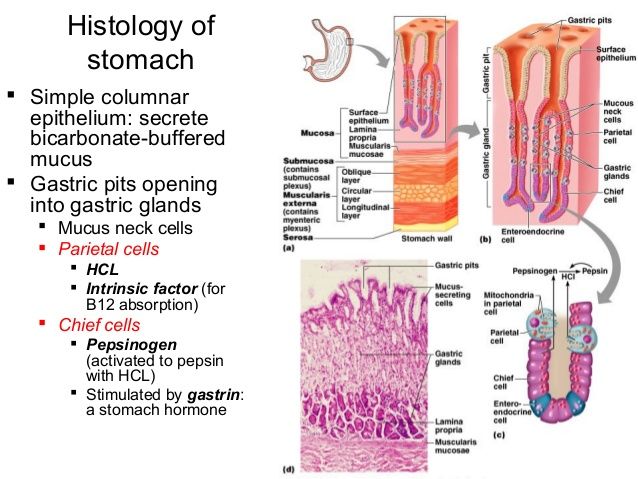 Lecture 22 the digestive tract