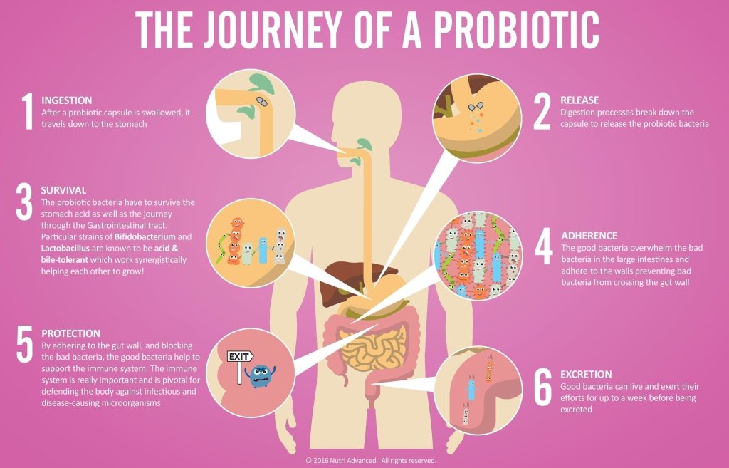 Probiotics: Will They Actually Make You Healthier?  THE ...