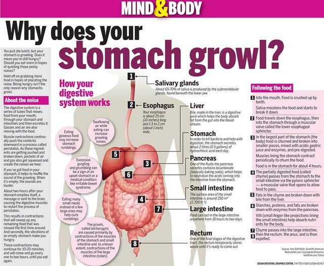 Why does your stomach growl!?