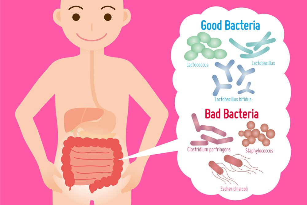 How to Improve Gut Bacteria in Your Gut?