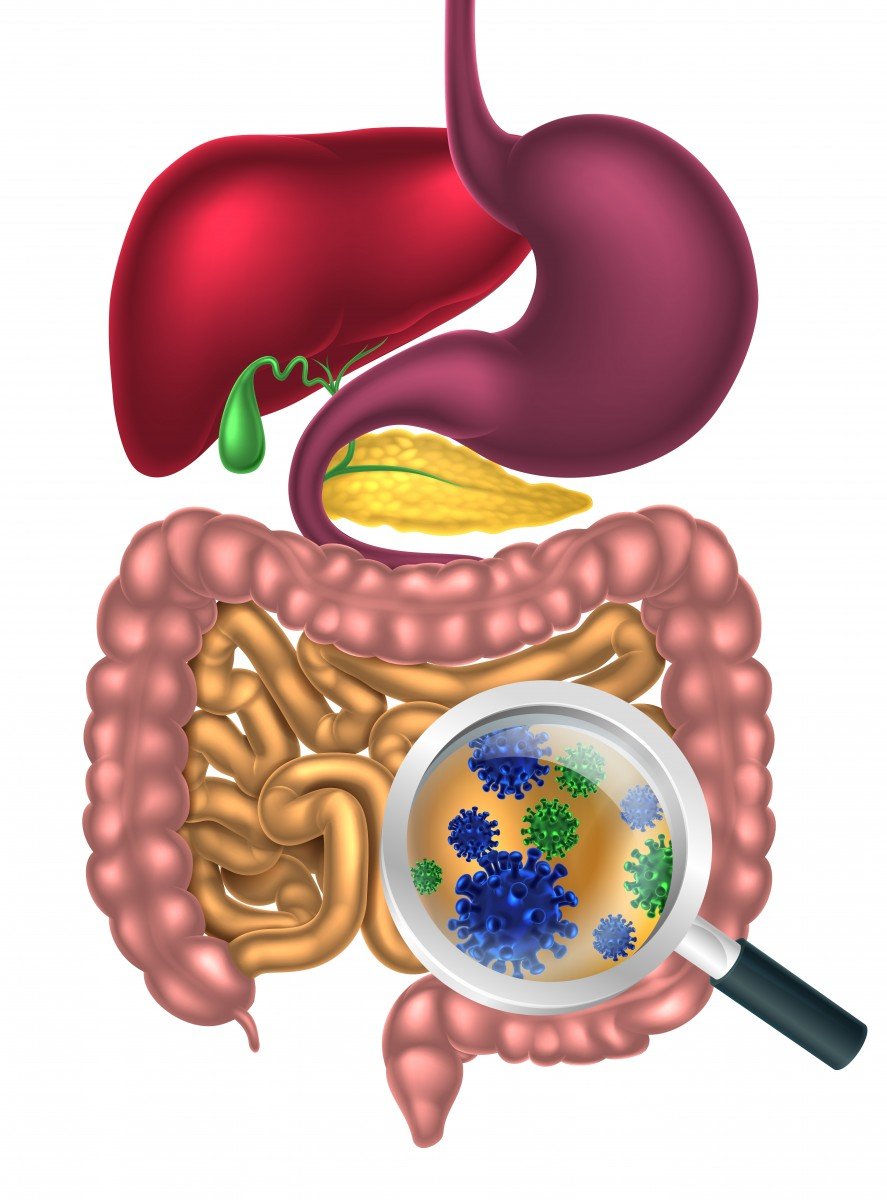Gut Microbiota Seen to Differ in People with Relapsing MS