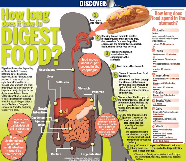 How long does it take food to digest?