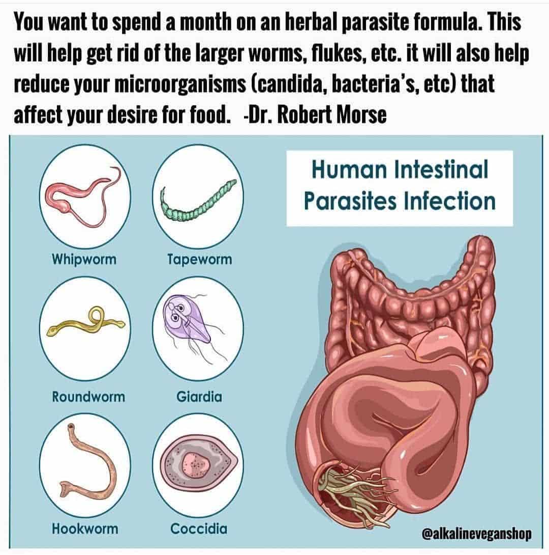 Parasites are organisms that live in and feed off a living host. There ...