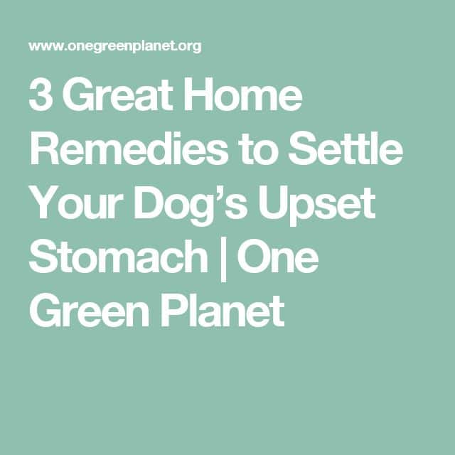 3 Great Home Remedies to Settle Your Dogs Upset Stomach