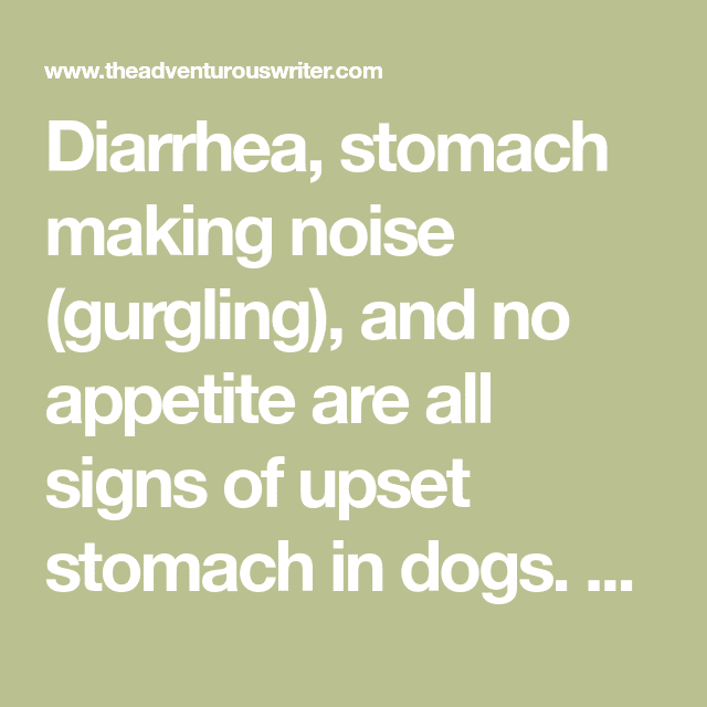 Dog Has Diarrhea Stomach Gurgling