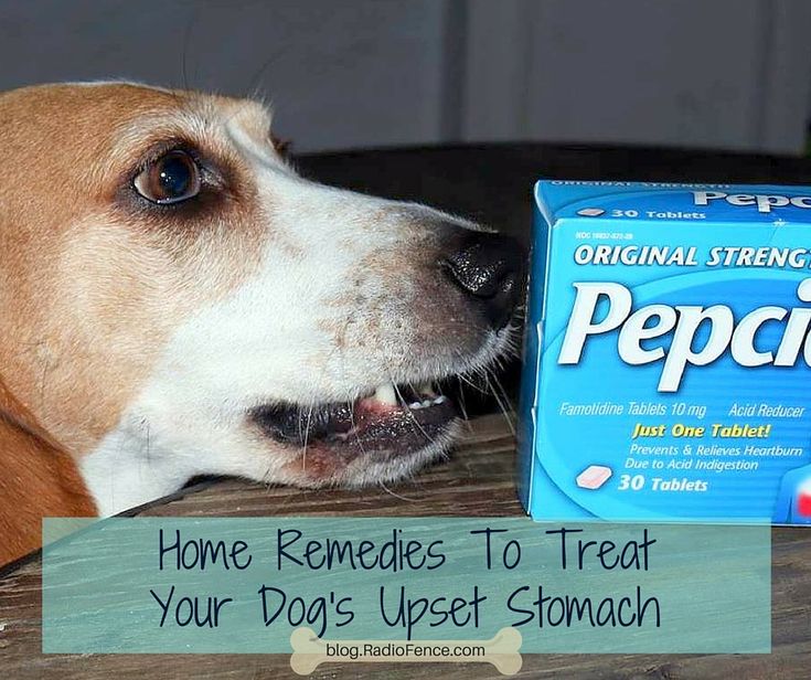 How To Help My Dog With Upset Stomach